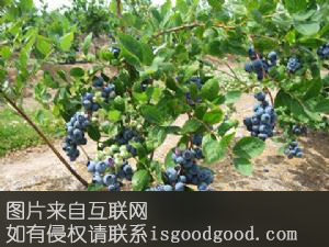 章镇蓝莓特产照片