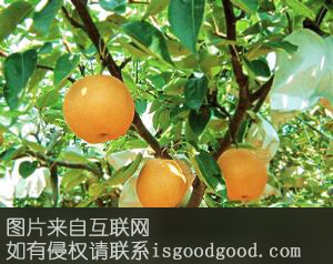 周巷黄花梨特产照片