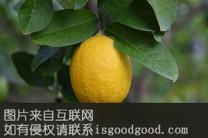 建阳柠檬特产照片