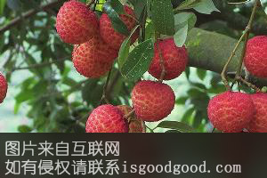 晚熟荔枝特产照片