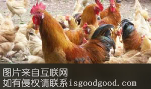 三黄白耳鸡特产照片