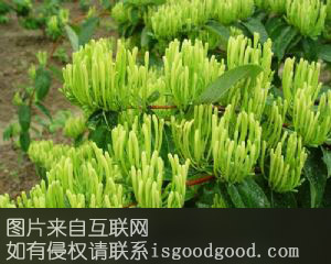 城前金银花特产照片