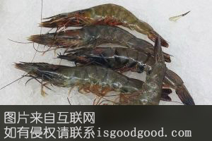 岚山对虾特产照片