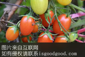 寿光樱桃西红柿特产照片
