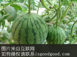 杨善西瓜特产照片