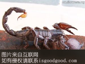 沂蒙山蝎特产照片