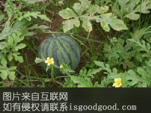下湾西瓜特产照片