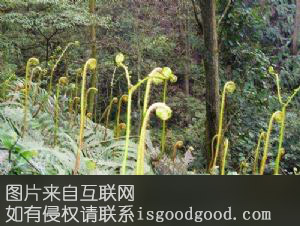 野生厥菜特产照片
