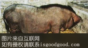 大围子猪特产照片