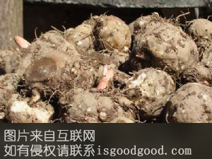 龙山魔芋特产照片