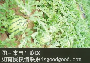 始兴西瓜特产照片
