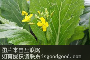 绿宝菜心特产照片
