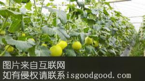 怀集甜瓜特产照片