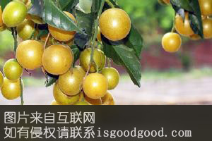 红阳无核鸡心黄皮特产照片