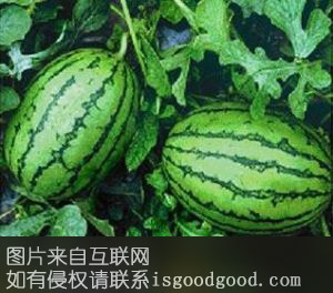 四九西瓜特产照片