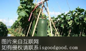 冲蒌冬瓜特产照片