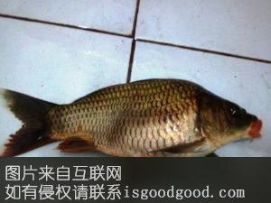 包鲤特产照片