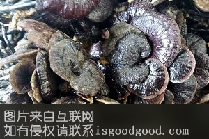 五桂山灵芝特产照片