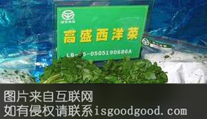 高盛西洋菜特产照片