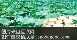 马牯塘莲特产照片