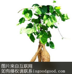 遵义葛根特产照片