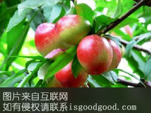 大荔油桃特产照片