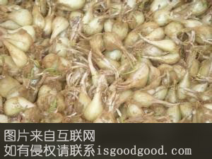 涂镇藠头特产照片