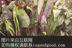 茅草红菜苔特产照片