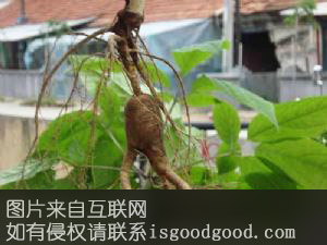 丽江人参特产照片