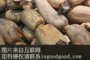 番禺莲藕特产照片