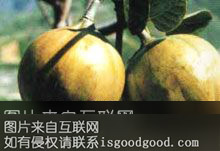 綦江油桐特产照片