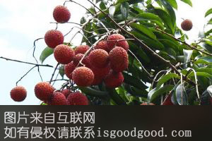 荔枝素特产照片