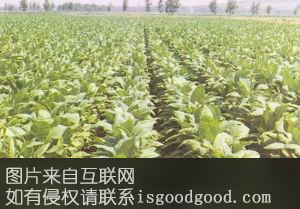 天堂红烟特产照片