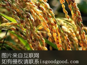 赛珍珠的小站稻特产照片