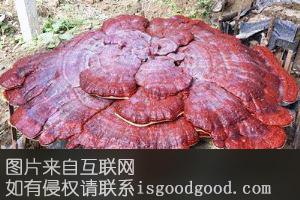 蒙山灵芝特产照片
