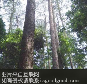 桐棉松特产照片