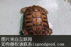南海海龟特产照片