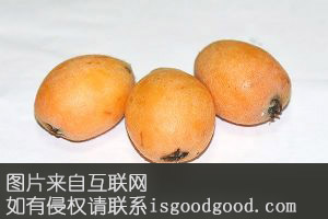 仁寿枇杷特产照片