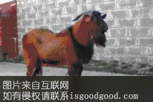 龙陵黄山羊特产照片