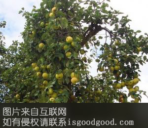兔峨衣主梨特产照片
