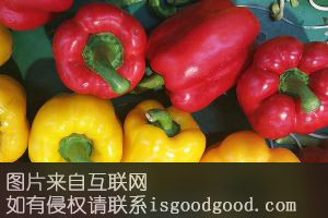 上三道河彩椒特产照片