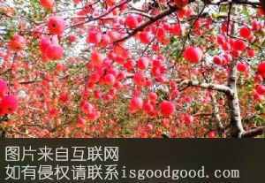 宜君苹果特产照片