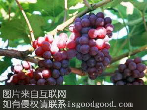 阳关葡萄特产照片