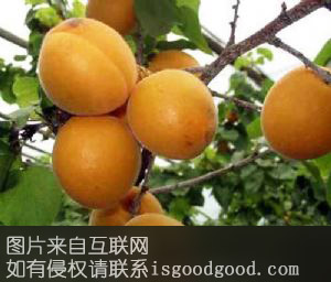 金妈妈杏特产照片