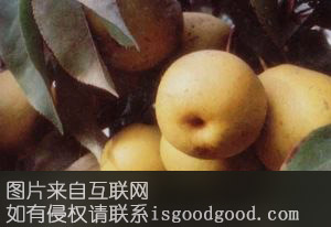 青海冬果梨特产照片