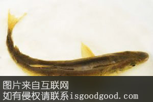 青海花斑裸鲤特产照片
