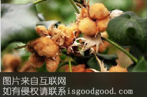 新疆彩棉特产照片