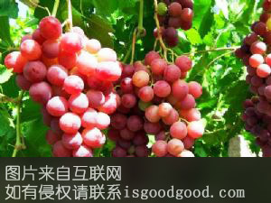 全球红葡萄特产照片