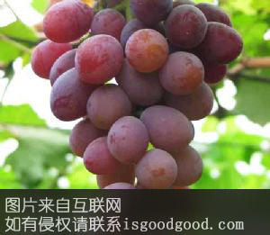 里扎马特特产照片