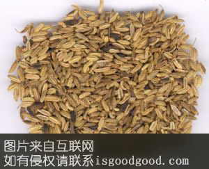 喀什小茴香特产照片